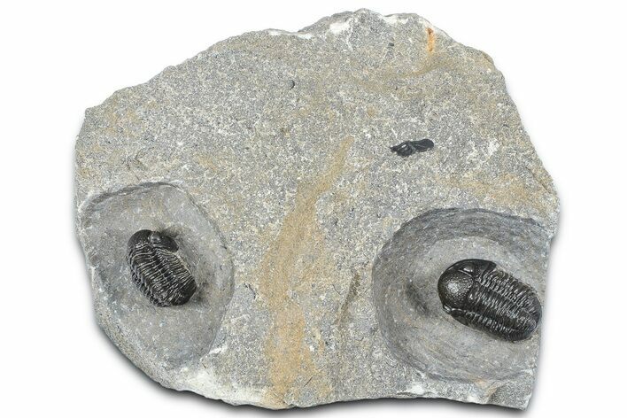 Two Detailed Gerastos Trilobite Fossils - Morocco #363955